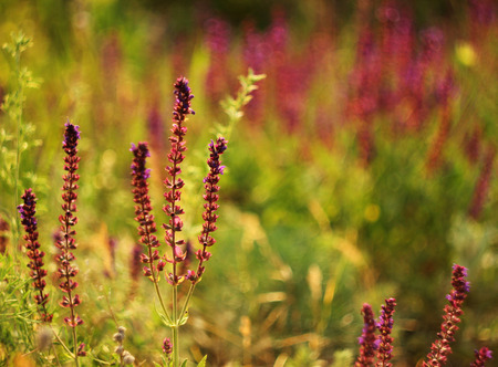 purple salvia close-up on green background in summerの写真素材