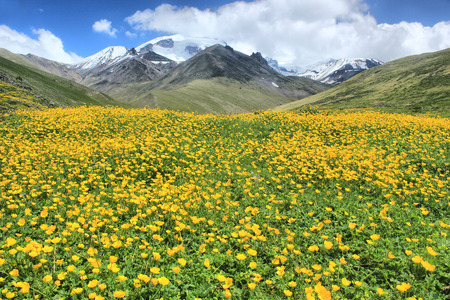 yellow flowered hill in mountains with snowy peaksの写真素材
