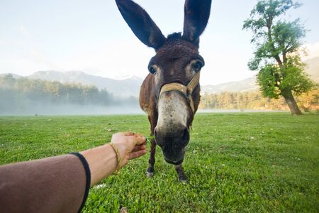 donkey nose closeup on the morning field in the mountainsの写真素材
