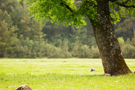 big green tree in the field with grass at daylight with shadow under leavesの写真素材