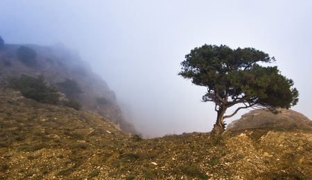 tree on a cliff in mountains in foggy weatherの写真素材
