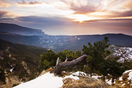 crooked pinetree at sunrise above the Black sea in mountainsの写真素材