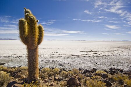 one big cactus above white surface salar de uyuni with clear blue skyの写真素材