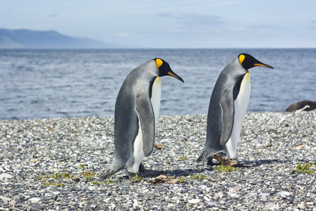 two king pinguins standing near sea and looking one way, both upsetの写真素材