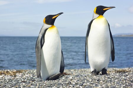 two king pinguins standing near sea and looking one wayの写真素材
