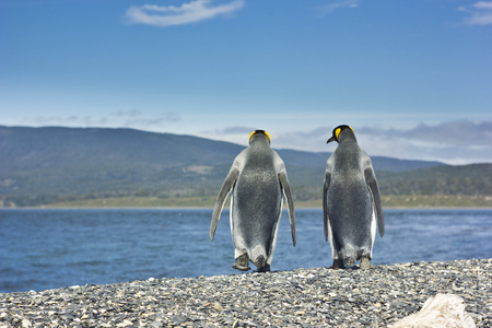two king pinguins going through sea coast and looking to each other and speakingの写真素材