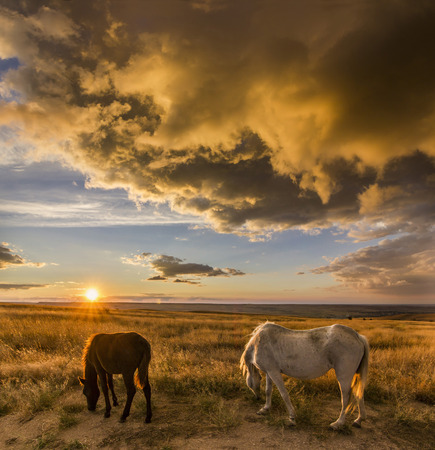 two white and black horses on meadow at colorful sunset with clouds on sky and shining sunの写真素材