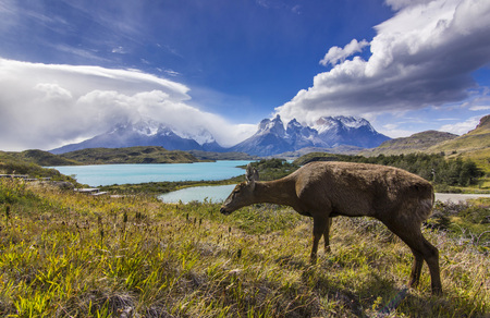 deer feeding on grass field near lake pehoe and mountains torres del payne in patagonia with clouded skyの写真素材