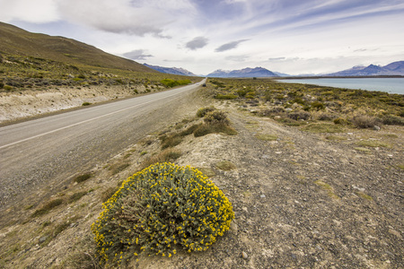 yellow bush on road in patagonia near lakeの写真素材