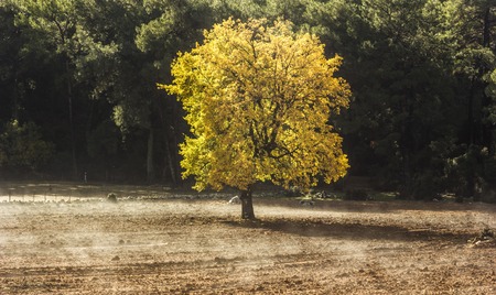 big lonely tree with yellow leaves on field at sunriseの写真素材