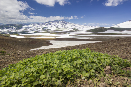 flower field near volcanoes of Kamchatka at sunriseの写真素材