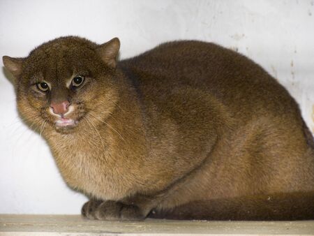 Felis yagouarundiの写真素材