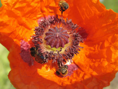 Poppy and the bee. The close-up of poppy flower pollinated by bee.の写真素材