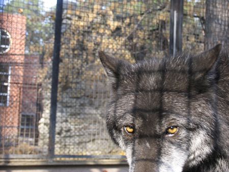 Canadian Wolfの写真素材