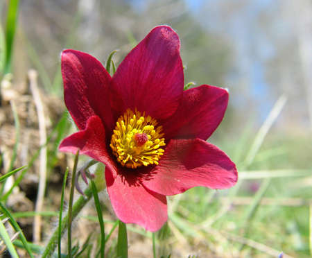 Spring flowers of Pulsatilla