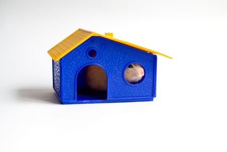 Hamster in the houseの写真素材