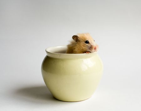 Hamster sitting in the potの写真素材