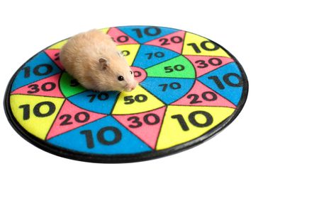 Hamster on the dartboard. Isolated imageの写真素材