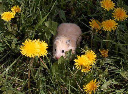 Sirian hamster on the dandelyon lawnの写真素材