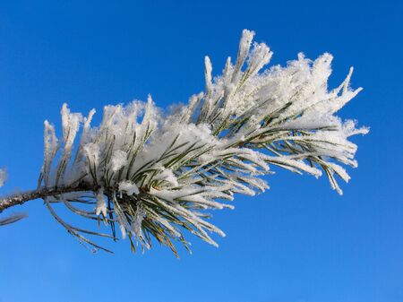 Branch of Pinus silvestris covered with hoar-frostの写真素材