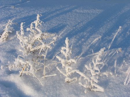 Withered grass on the snowの写真素材