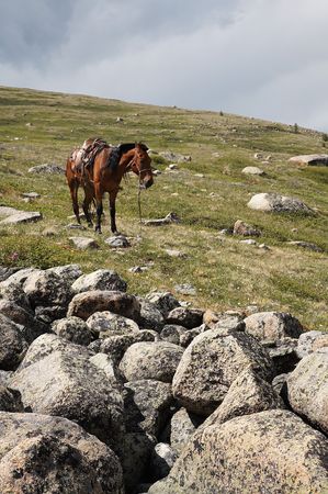 Horse and Sayan mountain landscapeの写真素材