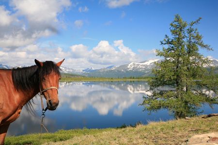 Horse and the view on mountain lakeの写真素材