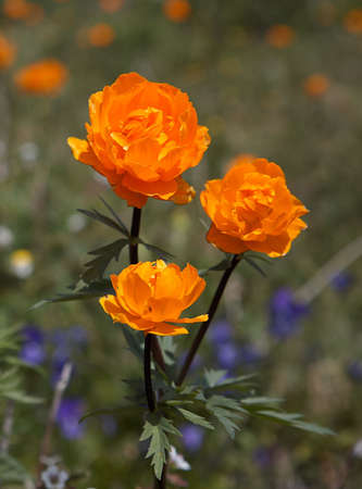 Flower of Trolius Asiaticusの写真素材