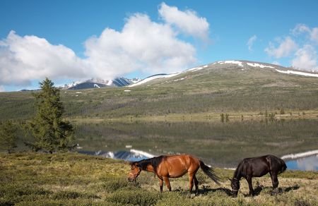 Horses and the view on mountain lakeの写真素材