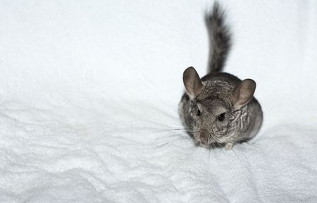 Chinchilla on the white towelの写真素材