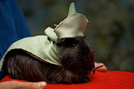 Guinea-pig dressed in clothes and hatの写真素材