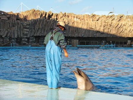 Bottle-nosed dolphin Tursiops truncatus in the water parkの写真素材