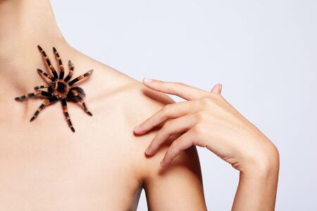 close-up brachypelma smithi spider sitiing on girl's clavicleの写真素材
