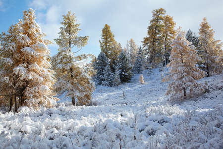 View on Altai mountines and forest under snowの写真素材