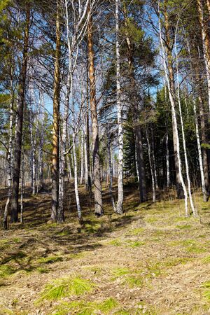 Siberian forest pine conifer at Spring timeの写真素材