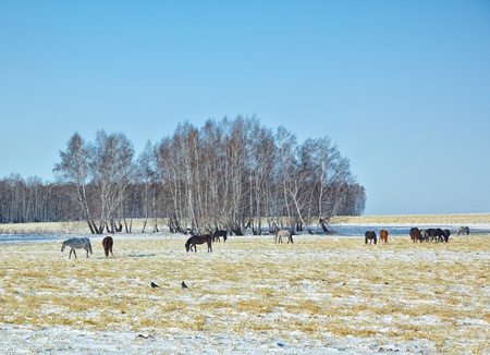 Herd of horses on snow pasture field in winter Siberiaの写真素材
