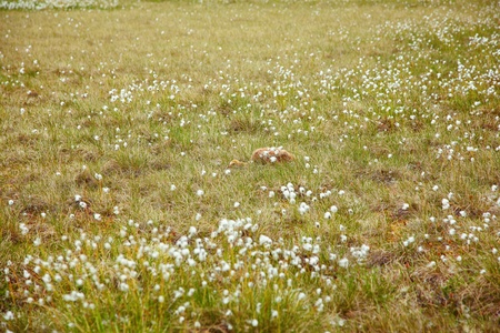 Chick of gray crane  Grus grus  hidding under tundra cotton grass in Kolyma area of Yakutiaの写真素材