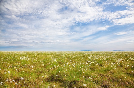 Cotton grass tundra Nizhnekolymsky District of Sakha Yakutiaの写真素材