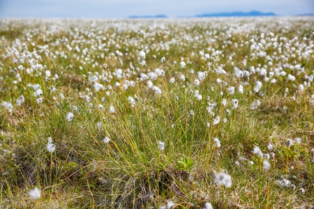 Cotton grass tundra Nizhnekolymsky District of Sakha Yakutiaの写真素材