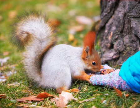 Girl feeding red squirrel in the autumn forestの写真素材