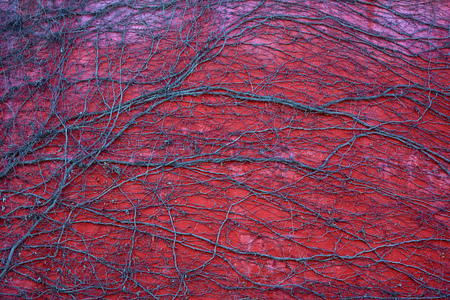 Leafless ivy stems on red wallの写真素材