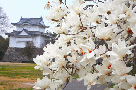White Spring magnolia flowers with Nagoya Castle on backgroundのeditorial素材