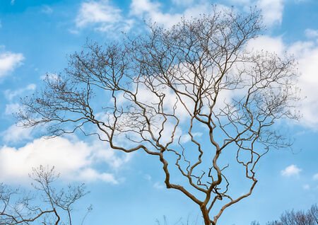 Old leafless tree on blue sky background
