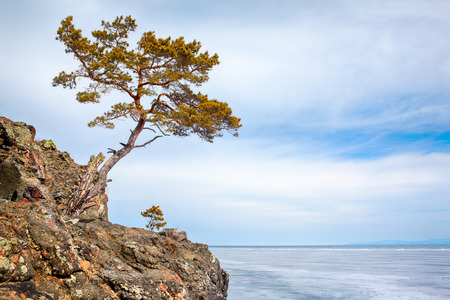 Lonely tree near Baikal lake in Siberia at winterの写真素材