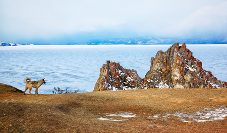Dog near rock Shamanka on cape Burkhan on Olkhon island in Siberian lake Baikal in winter timeの写真素材