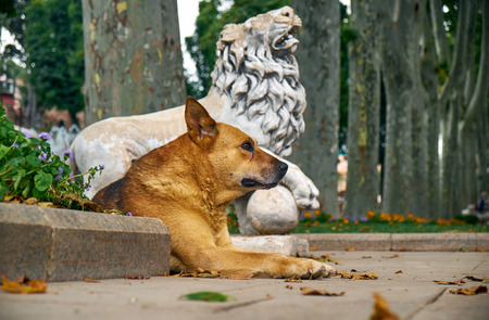 A ginger dog reclines  on the pass near the statue of a lion in Gulhane park. Istanbul. Turkeyの写真素材
