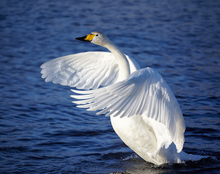 Cygnus cygnus - whooper swan flittering on Altai lakeの写真素材
