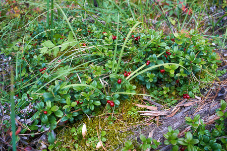Lingonberry berries Vaccinium vitis-idaea in the siberian forestの写真素材