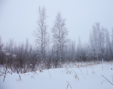 Winter bare trees without leaves under snow and hoarfrostの写真素材