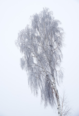 Lone birch winter bare trees without leaves under snow and hoarfrostの写真素材